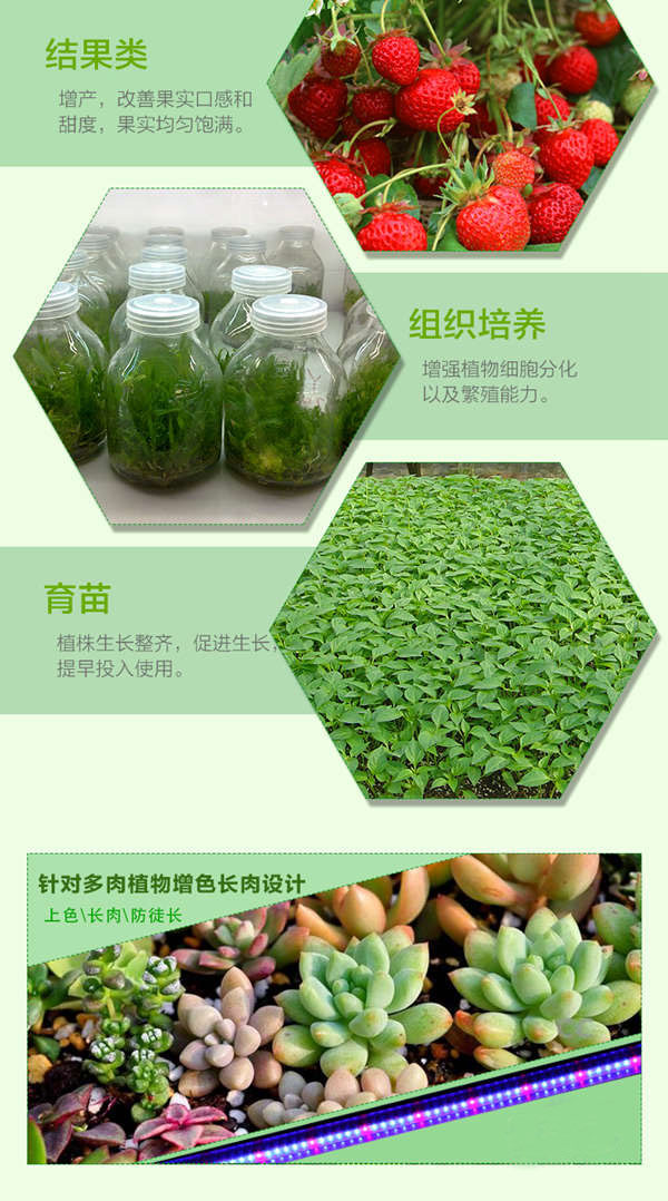 金光通LED植物生長燈6