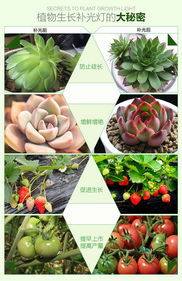 金光通LED植物生長燈5