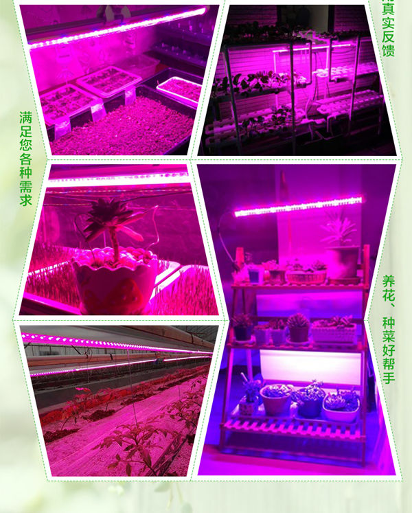 金光通LED植物生長燈4